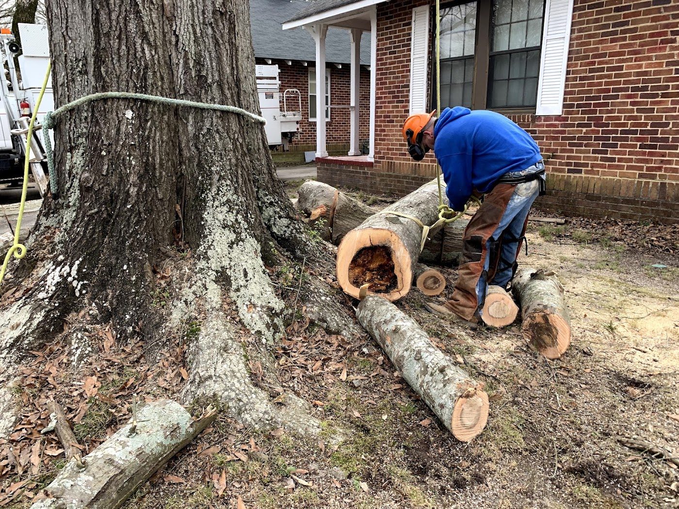 Cutting a large trunk