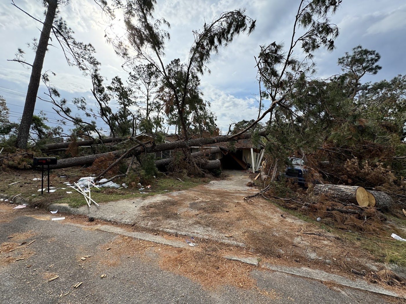 Downed trees after a storm