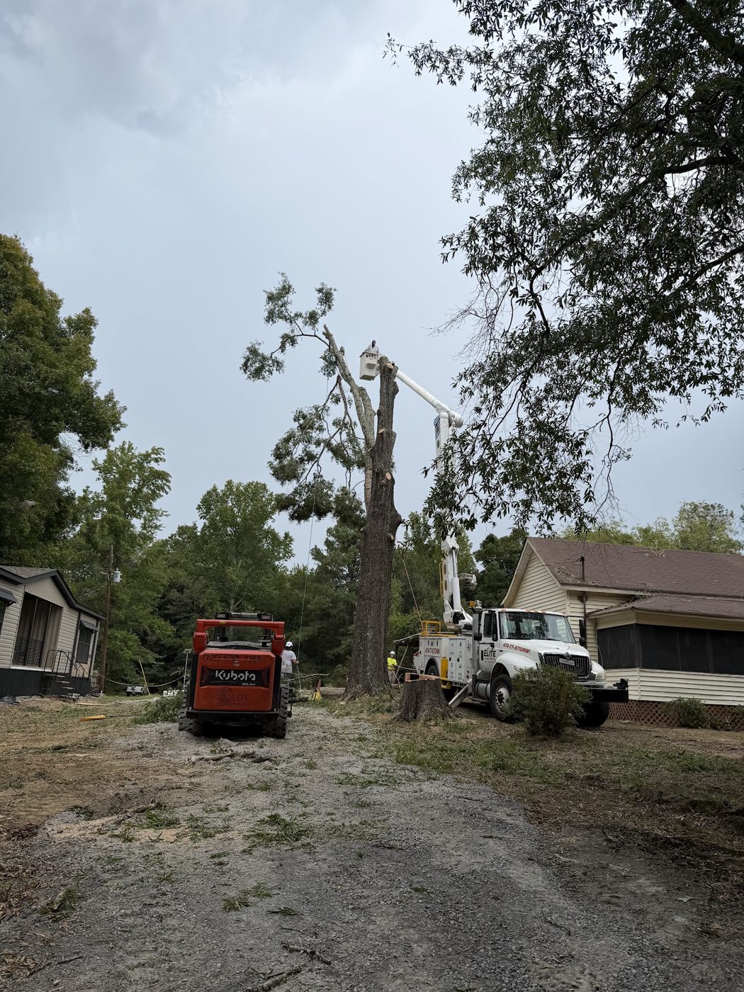 Storm-damaged trees